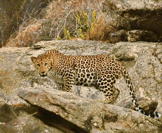 A leopard spotted while on private jeep safari in, Jawai Bandh, Rajasthan