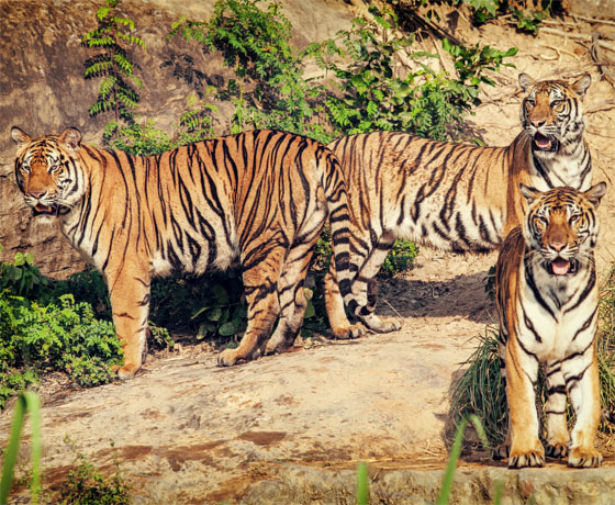 Tigers in the Ranthambore forest as seen on safari in Sawai Madhopur with Rajasthan Tours