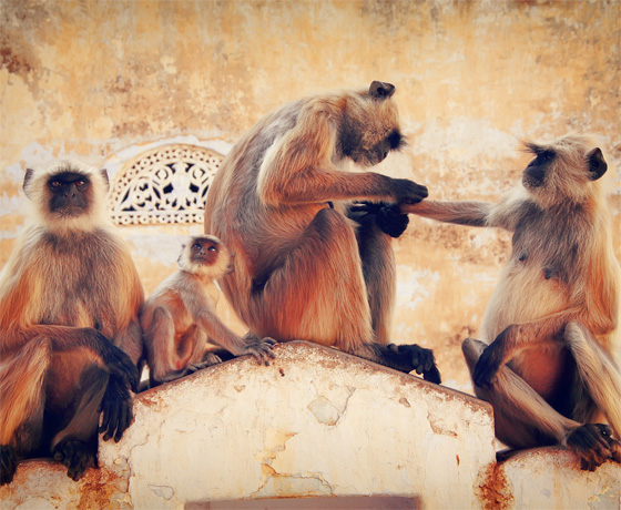 Monkeys at Ranthambore Fort, Sawai Madhopur
