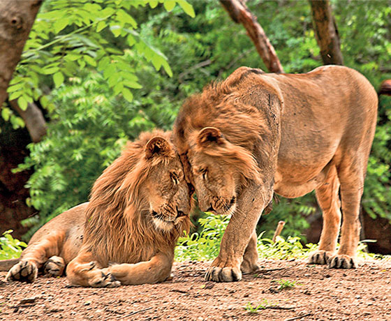 Holiday Packages In India Gir National Park, Gujarat