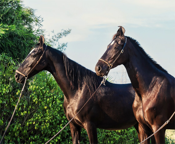 A pair of thorough bred Marwari horses during our luxury horse safari in Rajasthan